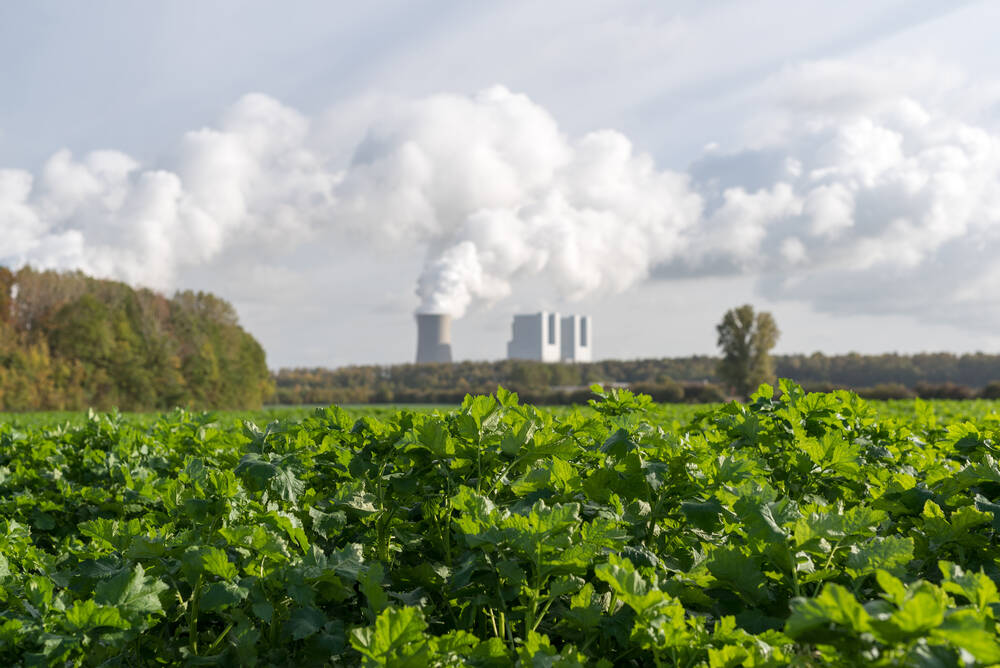 Plants with a factory emitting smoke in the background