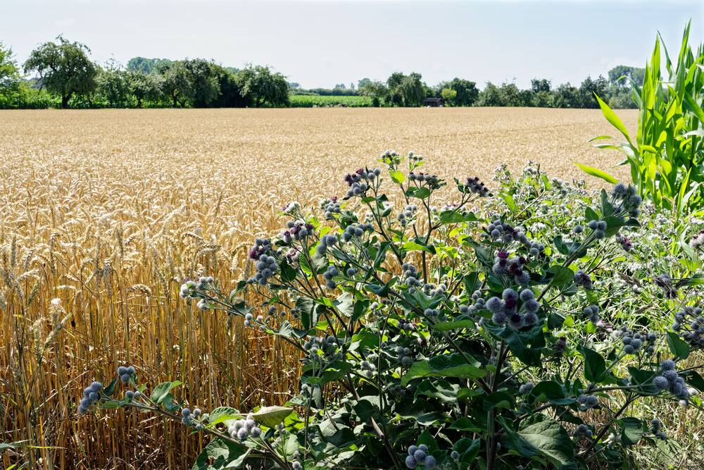 A wheat field