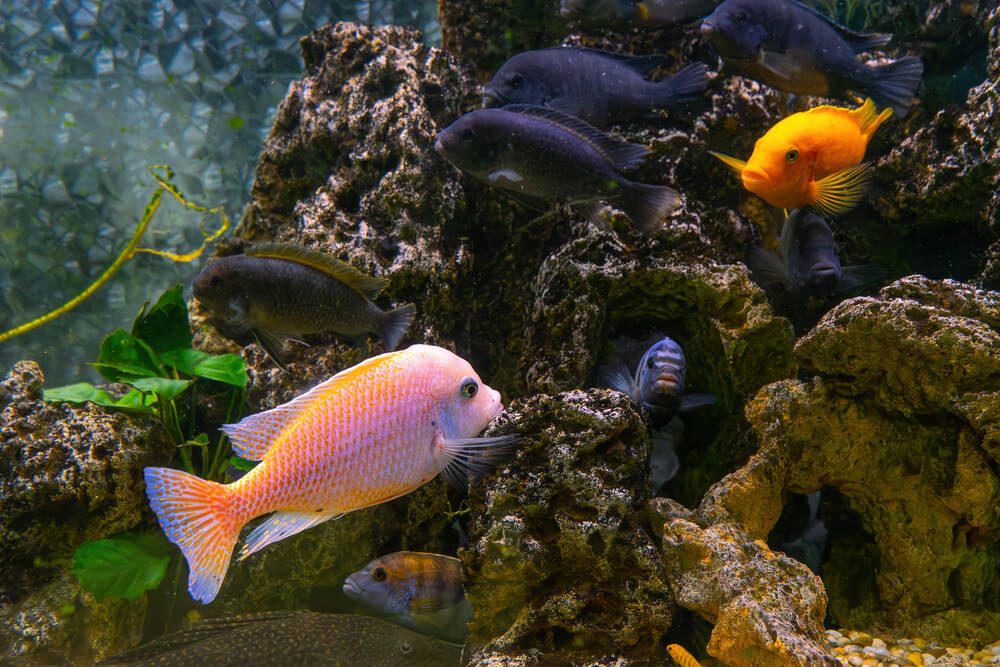 Several different fish swimming in the sea