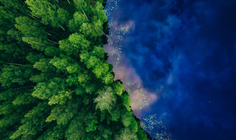 Trees next to a lake