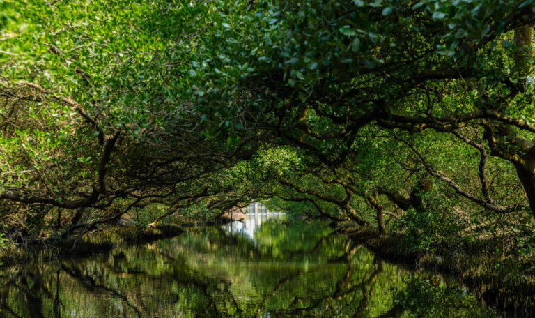 Trees above water