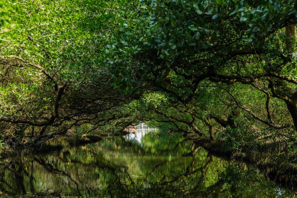Trees above water
