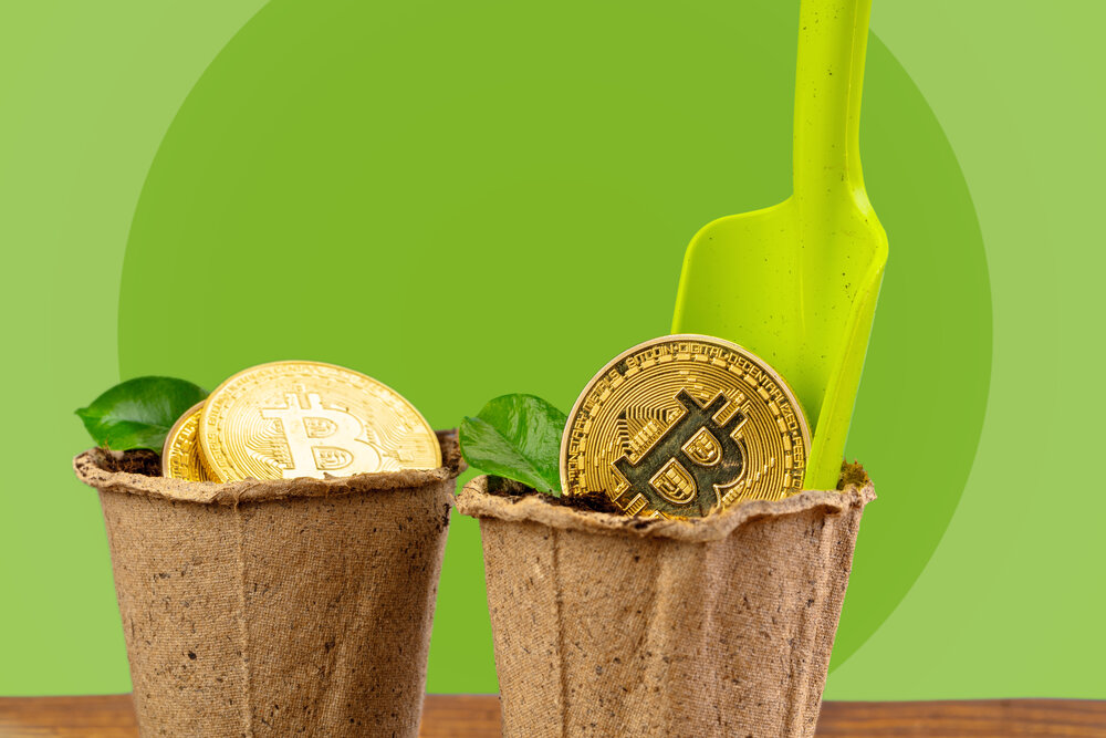 Bitcoins in plant pots