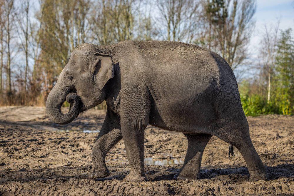 An Asian elephant walking
