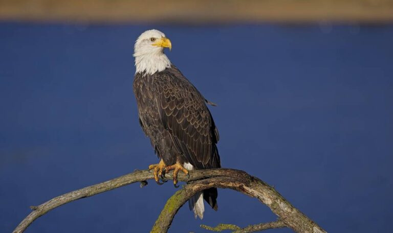 A bald eagle perched on a branch