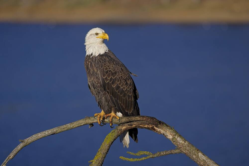 A bald eagle perched on a branch