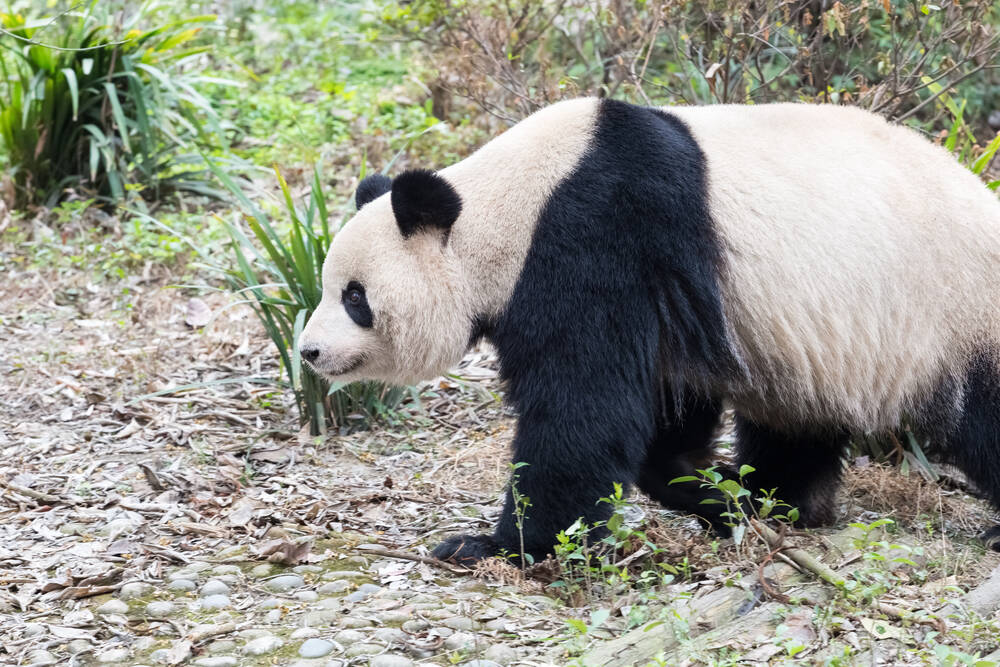 A giant Panda walking