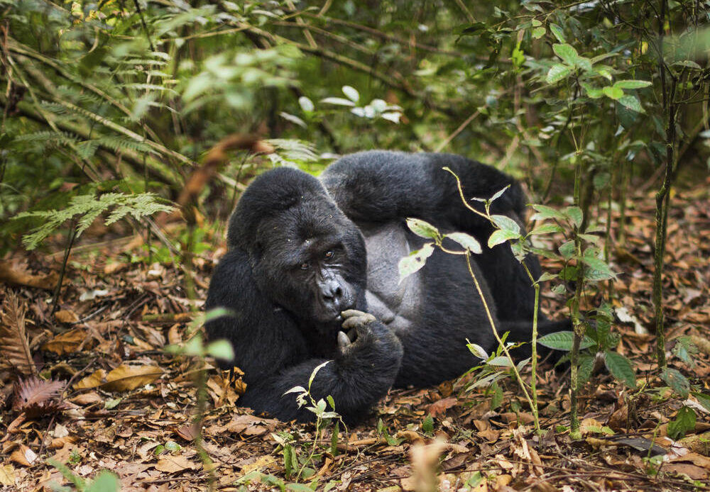 A mountain gorilla lying on the ground
