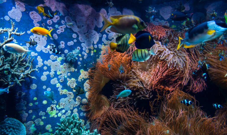 Tropical fishes in blue water with coral reef