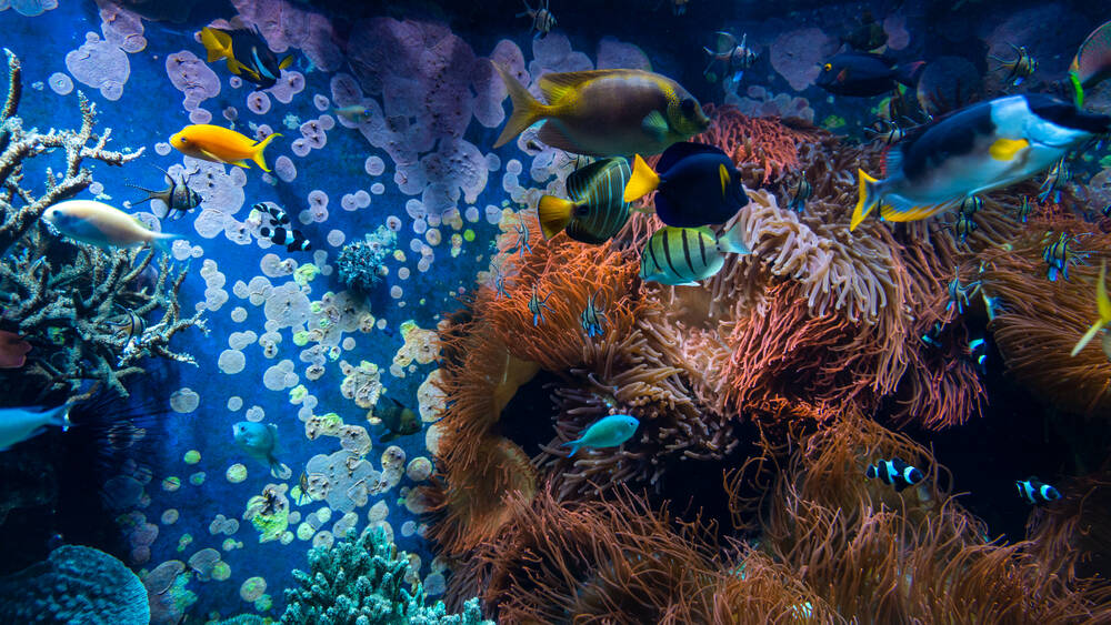 Tropical fishes in blue water with coral reef