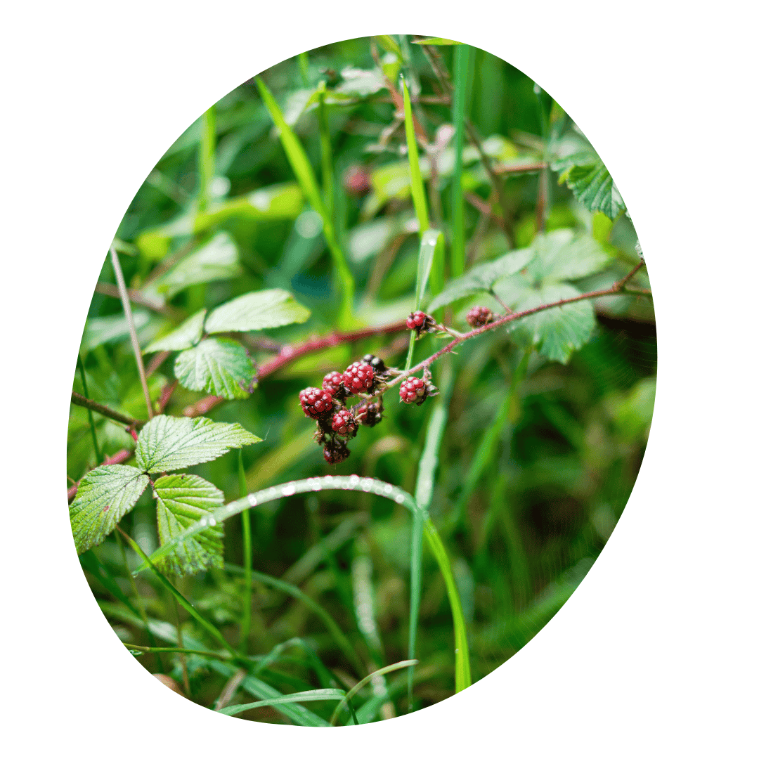 Red and black berries