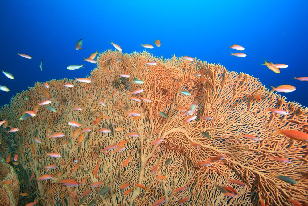 Coral and fish
