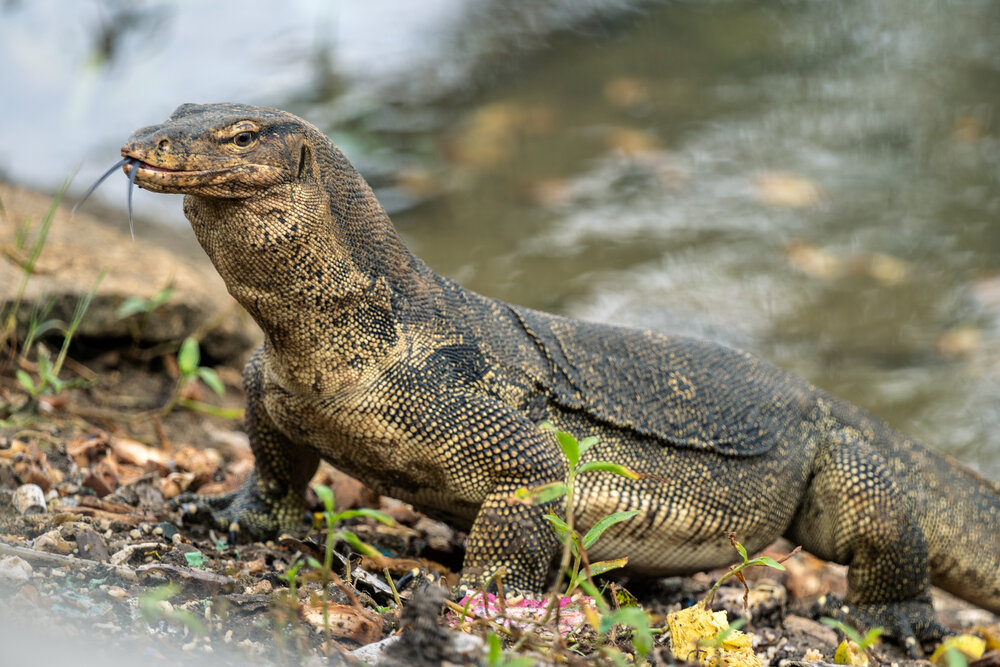 A Komodo Dragon