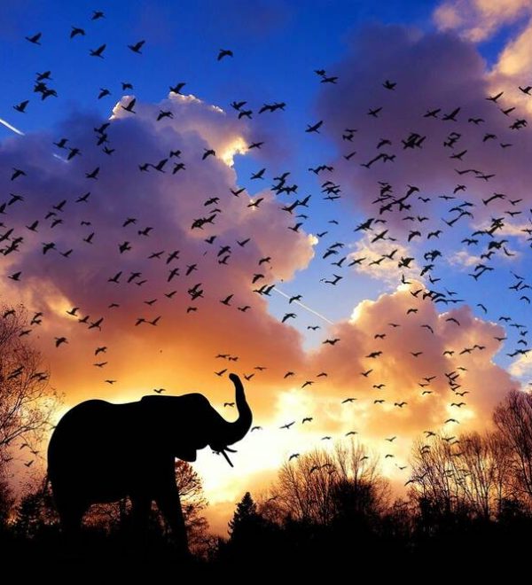 An elephant with birds flying aboce