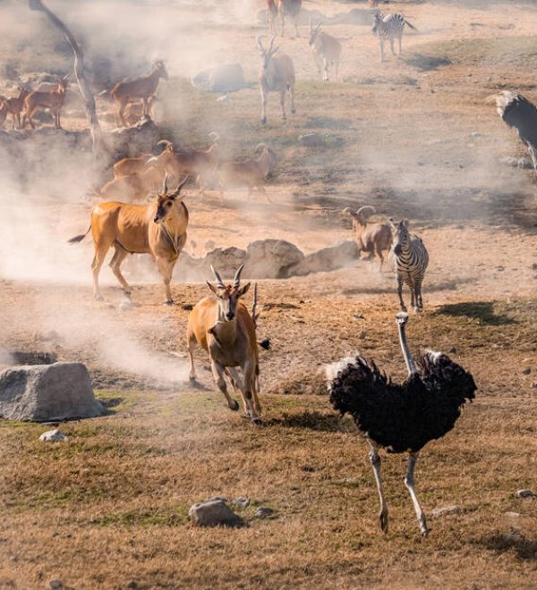 Ostrich, Zebras and Antelopes