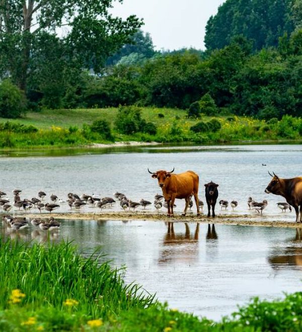 Animlas by the water