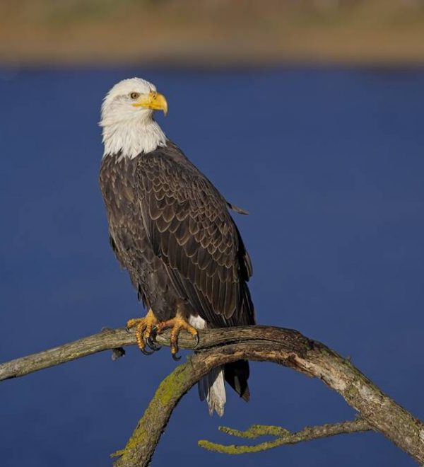A bald eagle perched on a branch