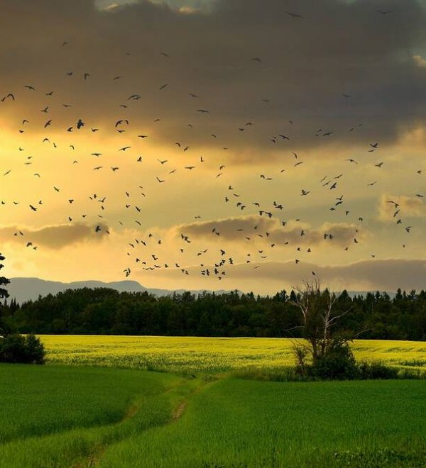 Birds flying over a field