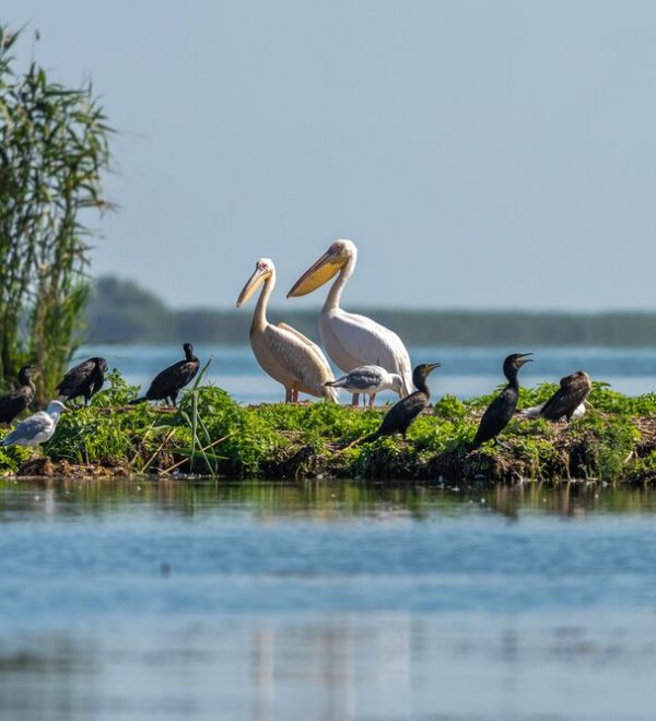 Some birds by the sea