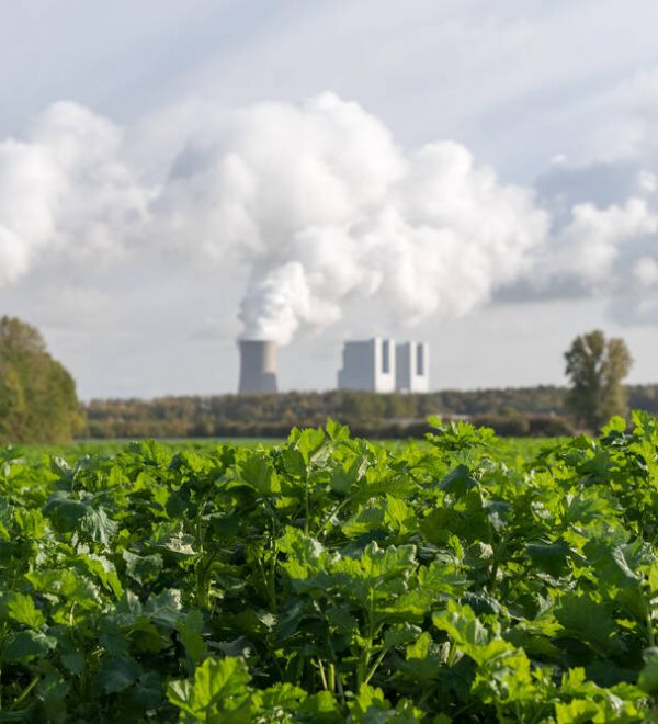 Plants with a factory emitting smoke in the background