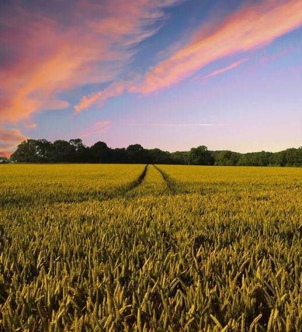 A farmers field