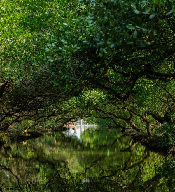 Trees above water