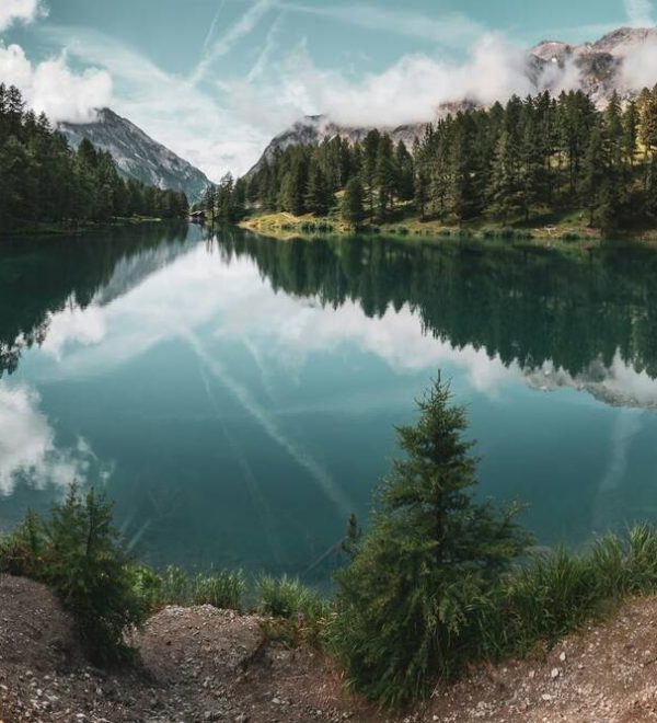 A lake and trees