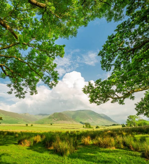 A frame made by field and trees in District Lake, England