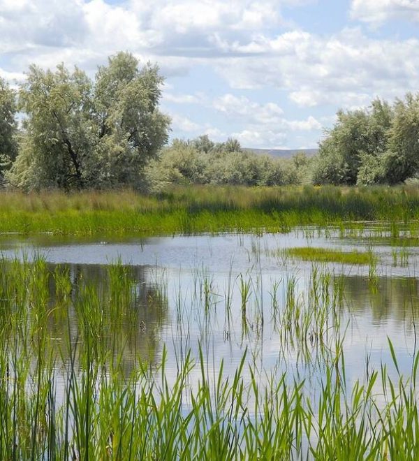 A wetland